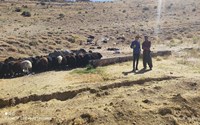اجرای طرح ضربتی آموزش و پیشگیری از بیماری هاری در مناطق روستایی شاهین دژ
